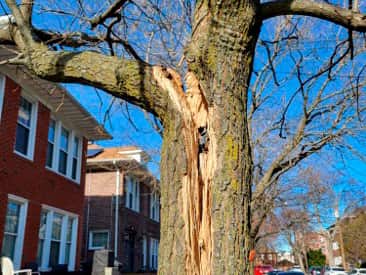 Hazardous tree removal