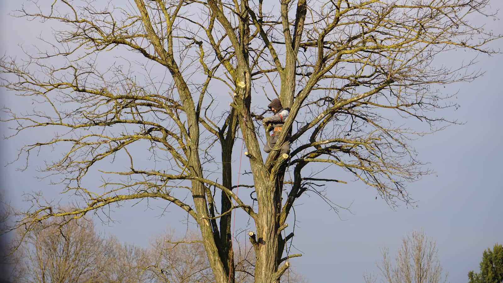 Tree pruning and maintenance