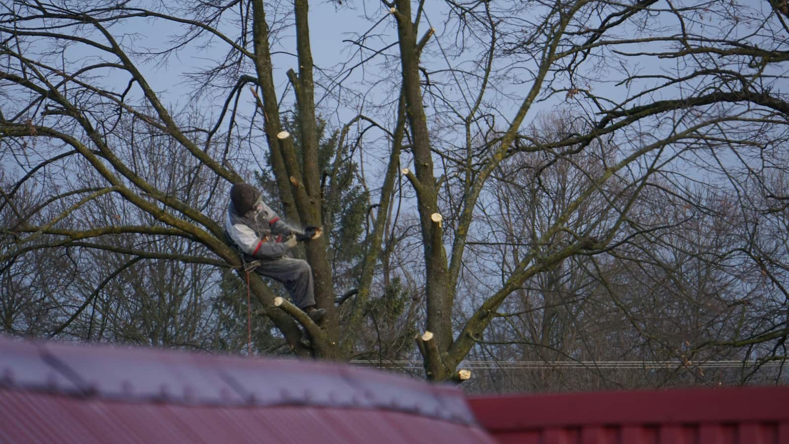Tree removal and trimming service