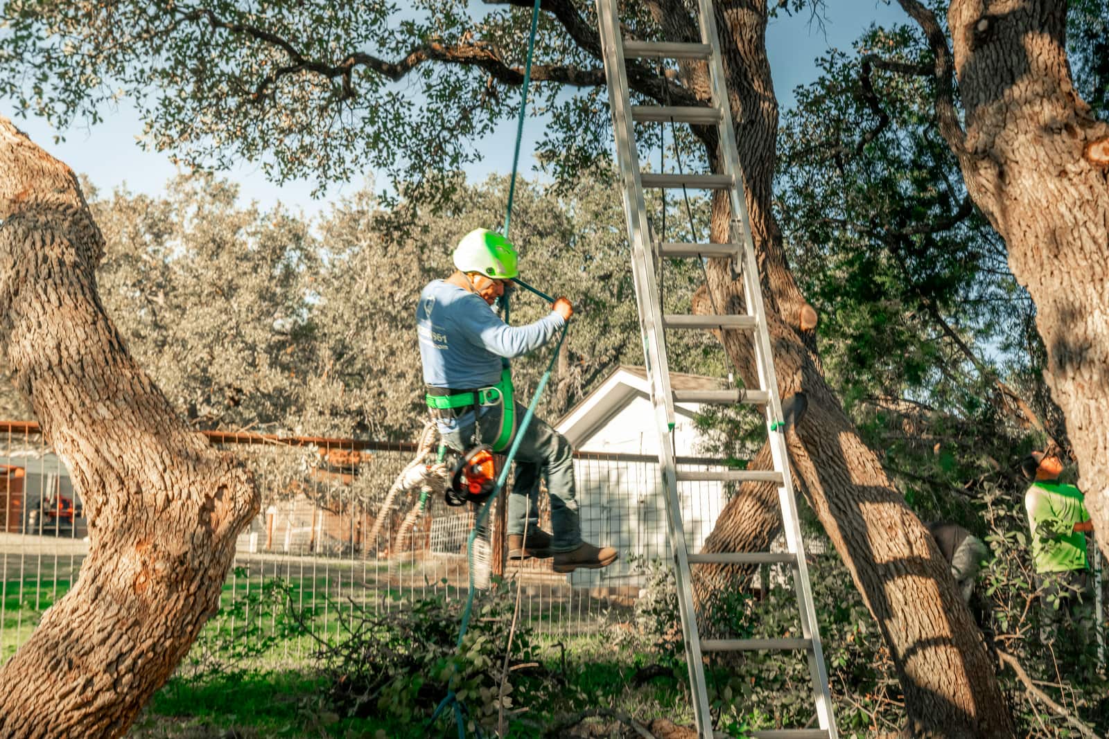 Local tree service specialists